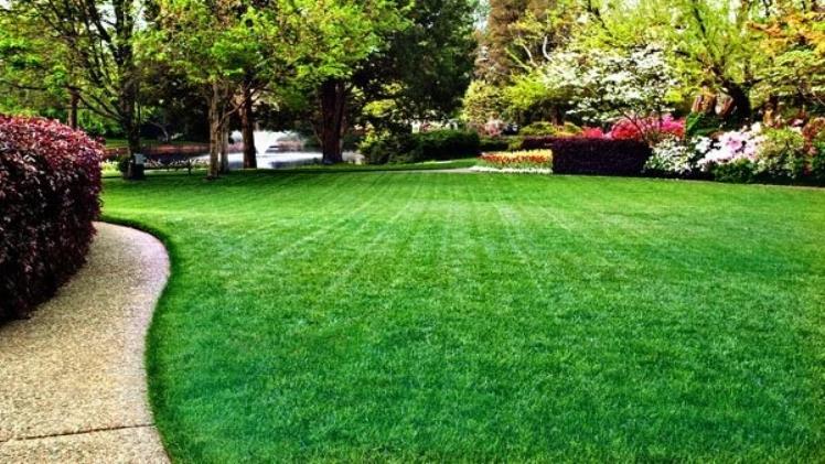 Top Turf Care Tips for a Lush Lawn